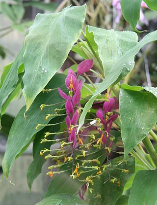 <i>Globba</i> Genus of flowering plants