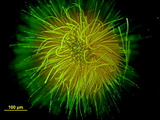 <i>Gloeotrichia</i> Genus of bacteria