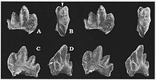 Lower molariform of G. hoburensis Gobiconodon hoburensis.jpg