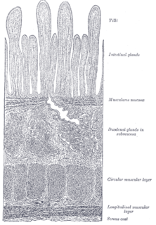 Brunners glands