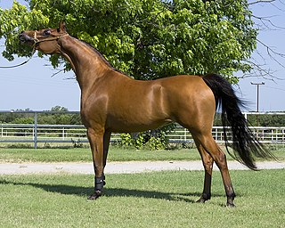 <span class="mw-page-title-main">Arabian horse</span> Horse breed originating in the Middle East