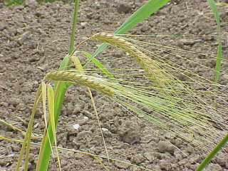 <i>Hordeum</i> Genus of grasses