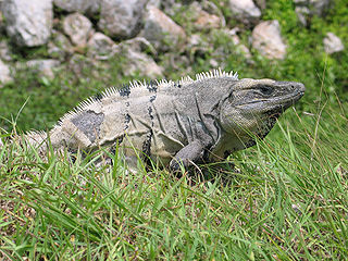 <i>Ctenosaura</i> Genus of lizards