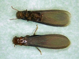 <i>Incisitermes minor</i> Species of termite