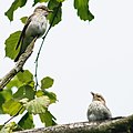 Adult with fledged juvenile; Niedersachsen, Germany