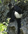 Langur de Delacour