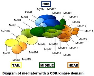 Mediator (coactivator)