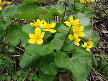 Michigan Marsh Marigolds.jpg