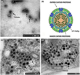 <i>Fijivirus</i> Genus of viruses