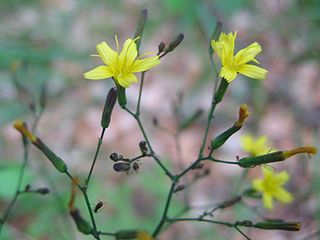 <i>Lactuca muralis</i> Species of flowering plant in the daisy family Asteraceae