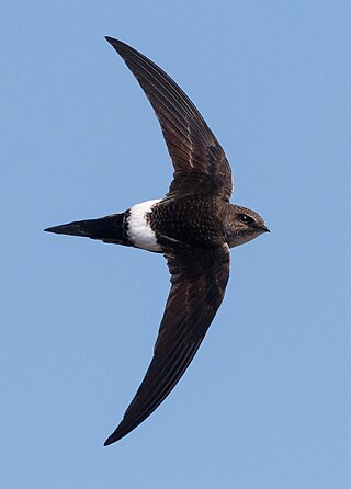 <span class="mw-page-title-main">Pacific swift</span> Species of bird which breeds in eastern Asia