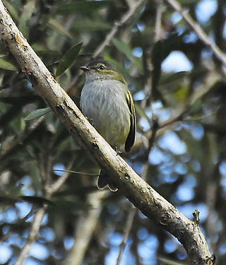 <span class="mw-page-title-main">Mistletoe tyrannulet</span> Species of bird