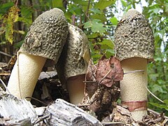 Phallus ravenelii