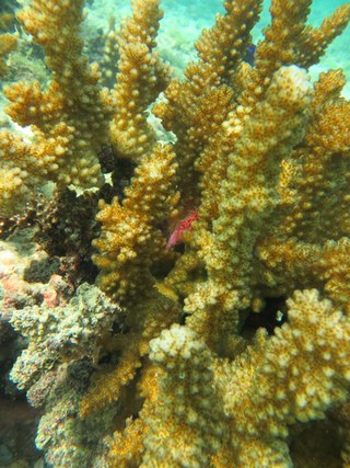 <i>Pocillopora capitata</i> Species of coral