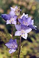 Polemonium pulcherimum