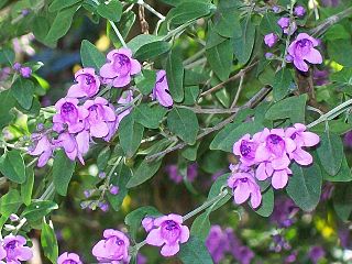 <i>Prostanthera ovalifolia</i> Species of flowering plant