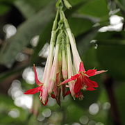 Fuchsia boliviana Alba