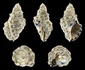 * Nomination Shell of a Rock snail, Reishia clavigera --Llez 05:48, 16 February 2021 (UTC) * Promotion  Support Good quality. --XRay 06:07, 16 February 2021 (UTC)