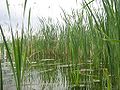 Schmalblättriger Rohrkolben am Gänsehorn