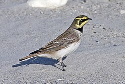 Ausainais cīrulis (Eremophila alpestris)