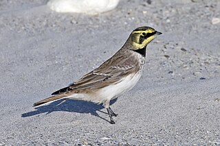 Horned lark Species of bird