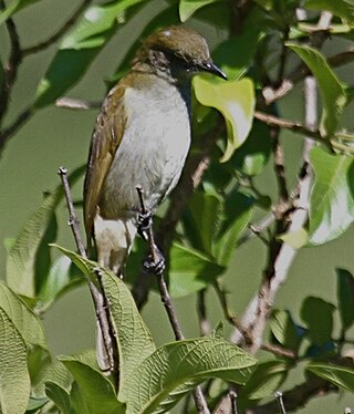 <span class="mw-page-title-main">Slender-billed greenbul</span> Species of bird