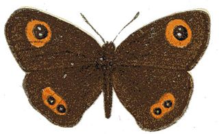 <i>Strabena dyscola</i> Species of butterfly