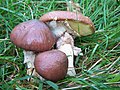 Klouzek obecný Suillus luteus