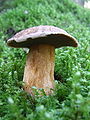 Klouzek strakoš Suillus variegatus