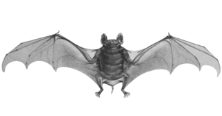 Egyptian tomb bat species of mammal