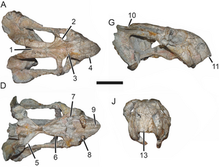 <i>Tropidostoma</i> Assemblage Zone