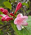 Weigela hortensis