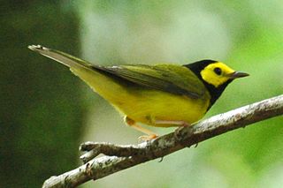 Hooded warbler Species of bird