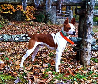 <span class="mw-page-title-main">Feist (dog breed)</span> Dog crossbreed