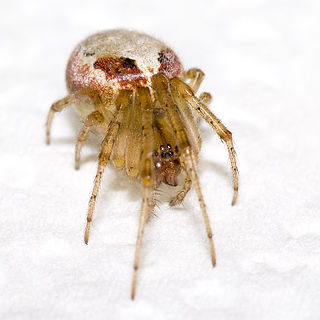 <i>Zygiella</i> Genus of spiders