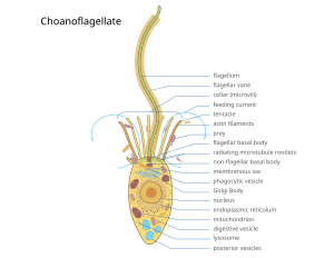 Detailed morphology 2023 ChoanoflagellateYEpk.svg