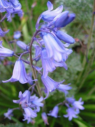 <i>Hyacinthoides</i> Genus of flowering plants