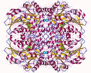 <span class="mw-page-title-main">Cystathionine beta-lyase</span> Enzyme