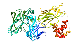 <span class="mw-page-title-main">Ankyrin-2</span> Protein-coding gene in the species Homo sapiens