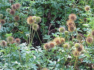 <i>Acaena</i> Genus of flowering plants