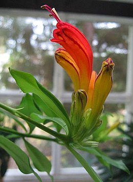 Eschinantas (Aeschynanthus speciosus)