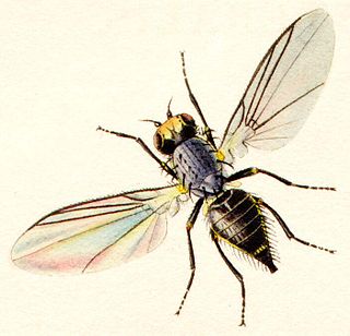 <span class="mw-page-title-main">Agromyzidae</span> Family of flies