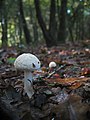 Ametista impostora (Laccaria amethystina) e francesiña (Amanita citrina)