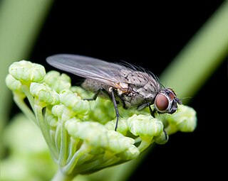 <i>Adia</i> (fly) Genus of flies