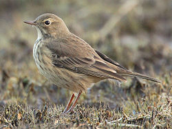 Hedpiplärka (Anthus rubescens)