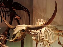 Bison latifrons.jpg