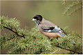 The black-headed jay (Garrulus lanceolatus) at Palampur in Kangra Valley, Himachal Pradesh, India.