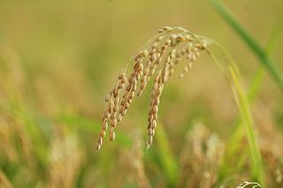 <span class="mw-page-title-main">Rice production in China</span>