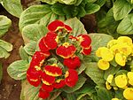 Zimmer-Pantoffelblume (Calceolaria ×herbeohybrida)