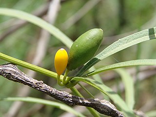 <i>Cayaponia</i> Genus of flowering plants